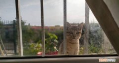 西班牙：夫妻离婚需考虑宠物福利，同属家庭成员