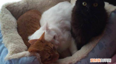 母猫吃什么药可以绝育，猫是否可以吃药来绝育呢