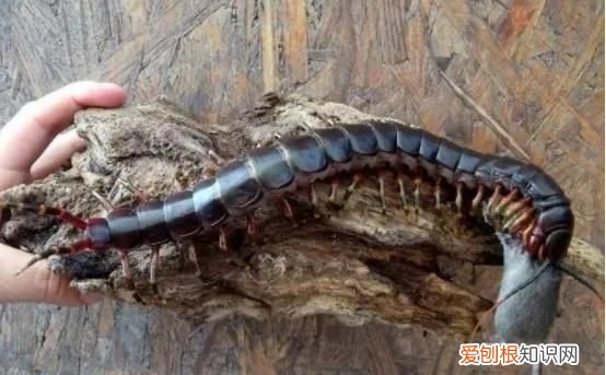 惊悚!巨人蜈蚣,可以吃老鼠的巨人蜈蚣吗