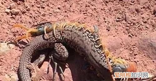 惊悚!巨人蜈蚣,可以吃老鼠的巨人蜈蚣吗