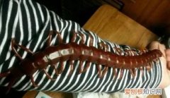 惊悚!巨人蜈蚣,可以吃老鼠的巨人蜈蚣吗