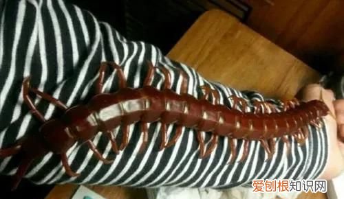 惊悚!巨人蜈蚣,可以吃老鼠的巨人蜈蚣吗