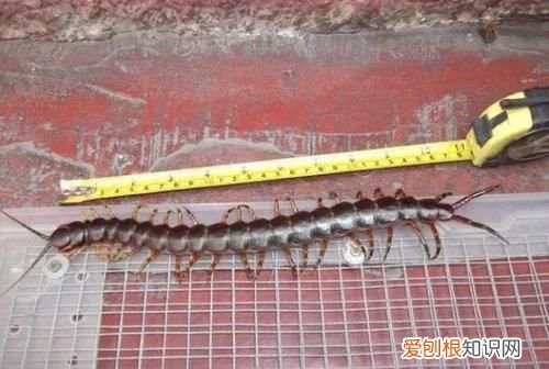 惊悚!巨人蜈蚣,可以吃老鼠的巨人蜈蚣吗
