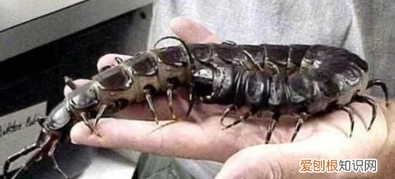 惊悚!巨人蜈蚣,可以吃老鼠的巨人蜈蚣吗