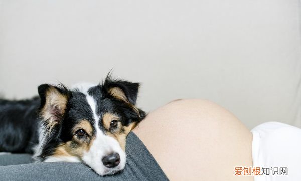 邊牧能吃橘子，邊牧能吃什么水果