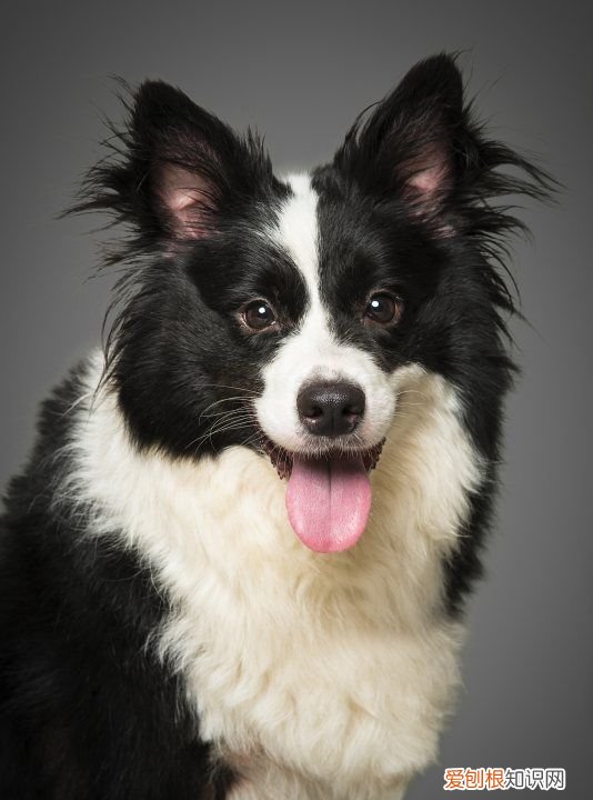 邊牧能吃橘子，邊牧能吃什么水果