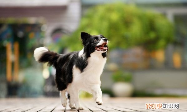 邊牧能吃橘子，邊牧能吃什么水果