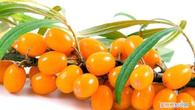 肉和水果哪個(gè)含維生素高，沙棘果和獼猴桃哪個(gè)維生素c高