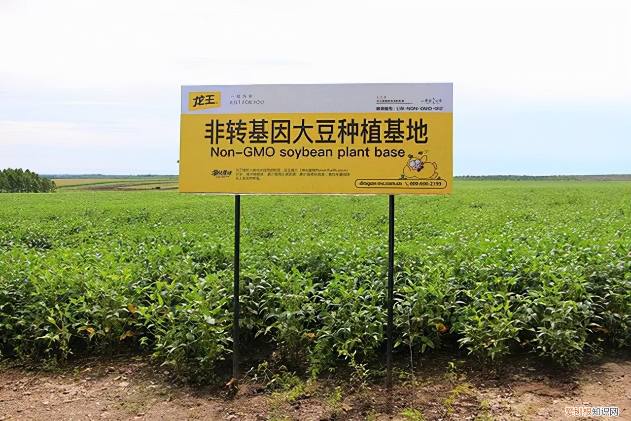 龍王豆?jié){怎么樣