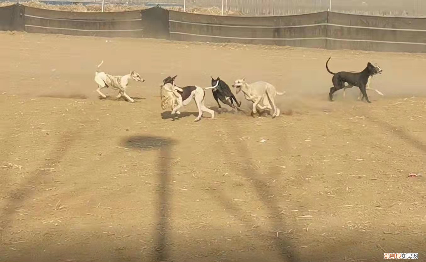 暗訪河北狗攆兔賭局:每場下注上萬，均構(gòu)成聚眾賭博犯罪