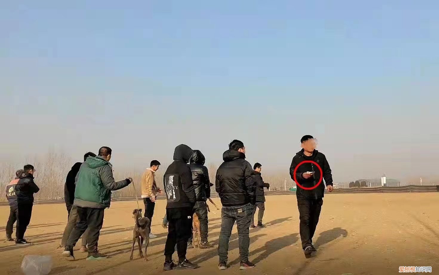 暗訪河北狗攆兔賭局:每場下注上萬，均構(gòu)成聚眾賭博犯罪