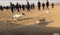 暗訪河北狗攆兔賭局:每場下注上萬，均構(gòu)成聚眾賭博犯罪