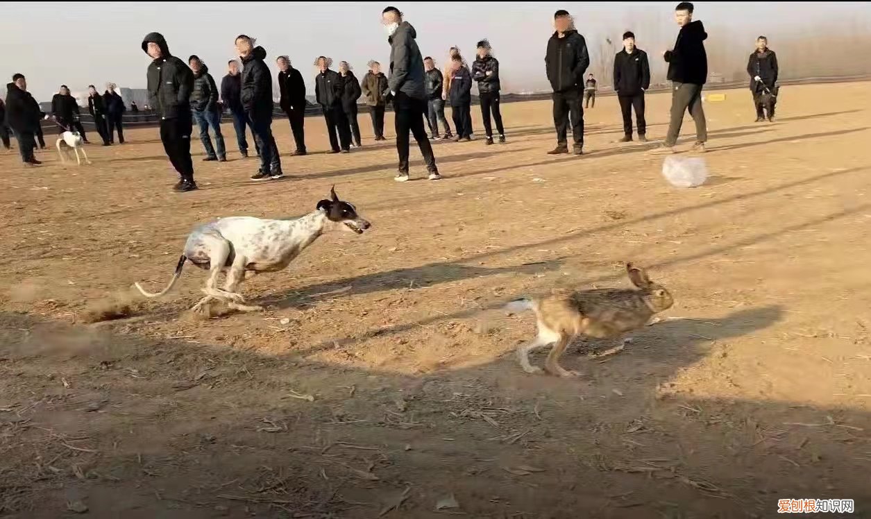 暗訪河北狗攆兔賭局:每場下注上萬，均構(gòu)成聚眾賭博犯罪