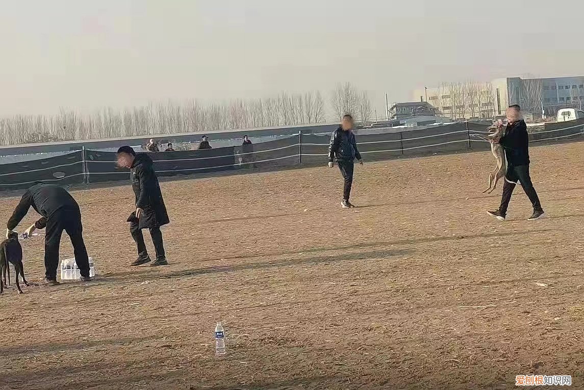 暗訪河北狗攆兔賭局:每場下注上萬，均構(gòu)成聚眾賭博犯罪