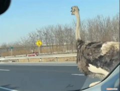 天津高速鴕鳥(niǎo)奔跑車輛紛紛避讓，現(xiàn)鴕鳥(niǎo)已被認(rèn)領(lǐng)