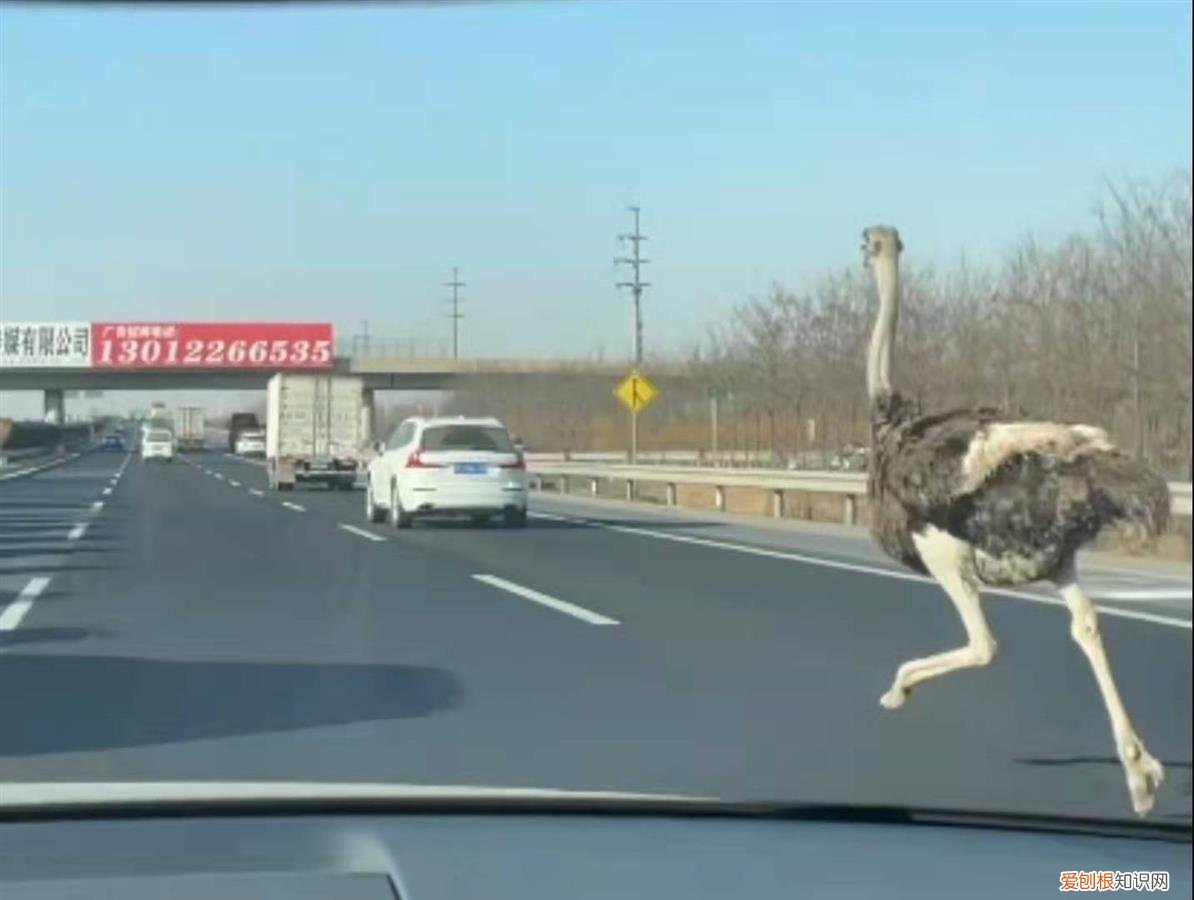 天津高速鴕鳥(niǎo)奔跑車輛紛紛避讓，現(xiàn)鴕鳥(niǎo)已被認(rèn)領(lǐng)