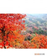 北京香山紅葉觀賞時(shí)間，北京香山紅葉林觀看2022最佳時(shí)間