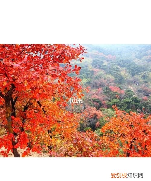 北京香山紅葉觀賞時間，北京香山紅葉林觀看2022最佳時間
