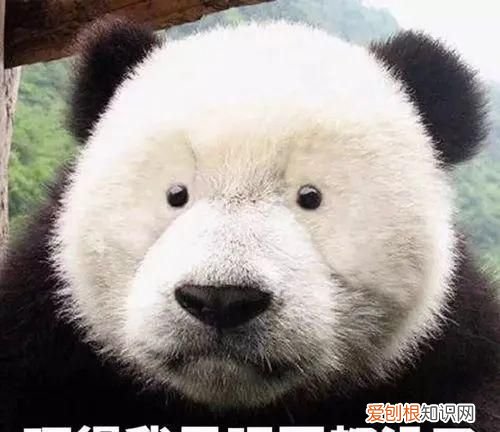 黑眼圈門診開診1年一號(hào)難求