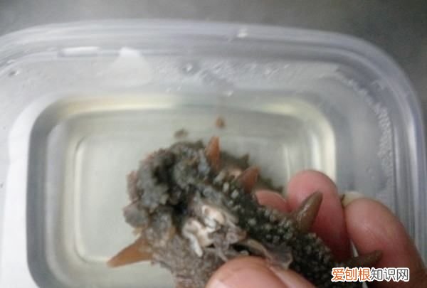 海參燉雞的做法，海參可以燉雞吃嗎