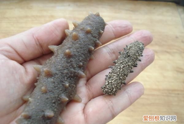 海參燉雞的做法，海參可以燉雞吃嗎