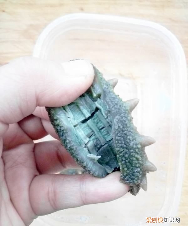 海參燉雞的做法，海參可以燉雞吃嗎