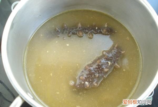 海參燉雞的做法，海參可以燉雞吃嗎