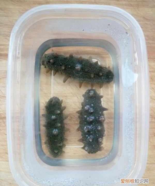 海參燉雞的做法，海參可以燉雞吃嗎