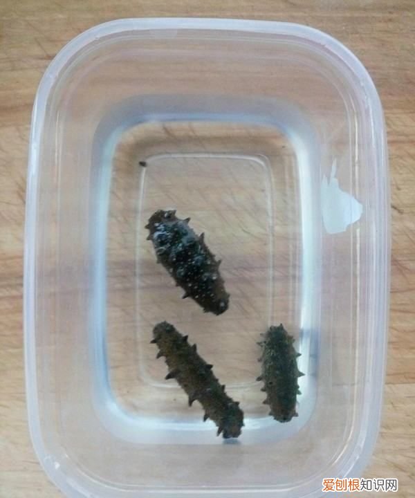 海參燉雞的做法，海參可以燉雞吃嗎