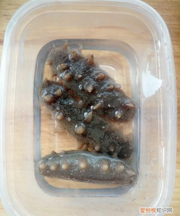 海參燉雞的做法，海參可以燉雞吃嗎