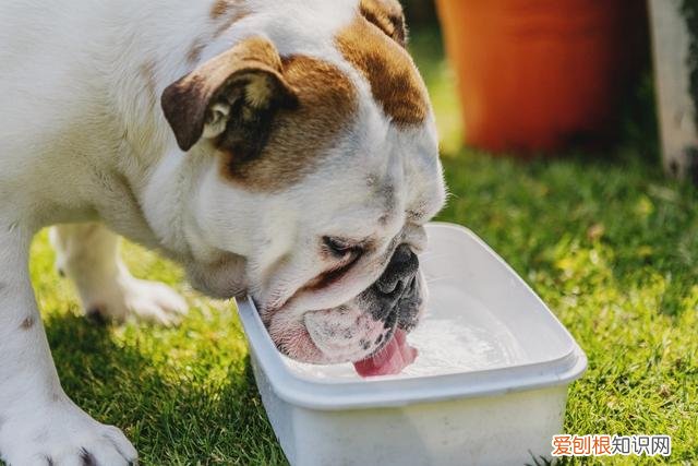 狗碗什么材质的好