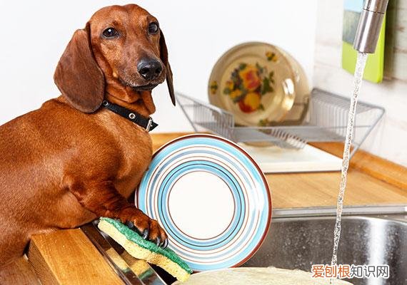 狗碗什么材质的好