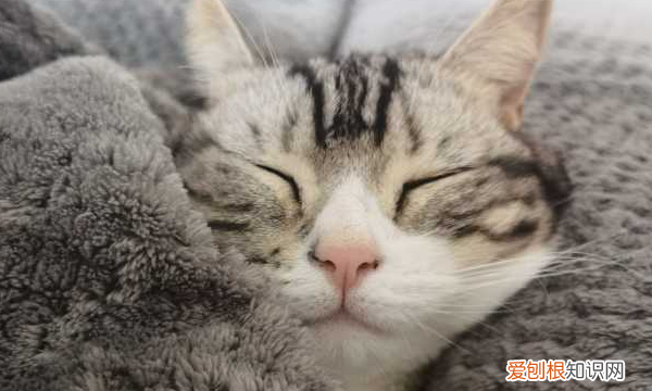 貓咪晚上睡覺會冷，貓咪晚上睡客廳會冷嗎