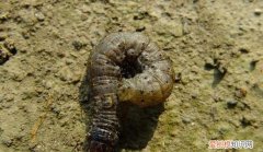 地老虎是什么昆蟲