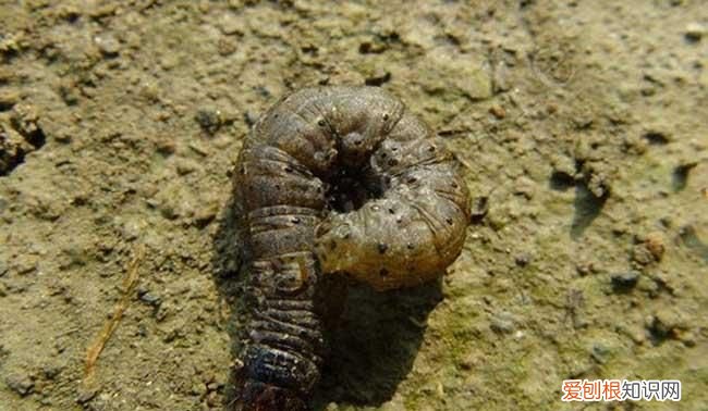 地老虎是什么昆虫