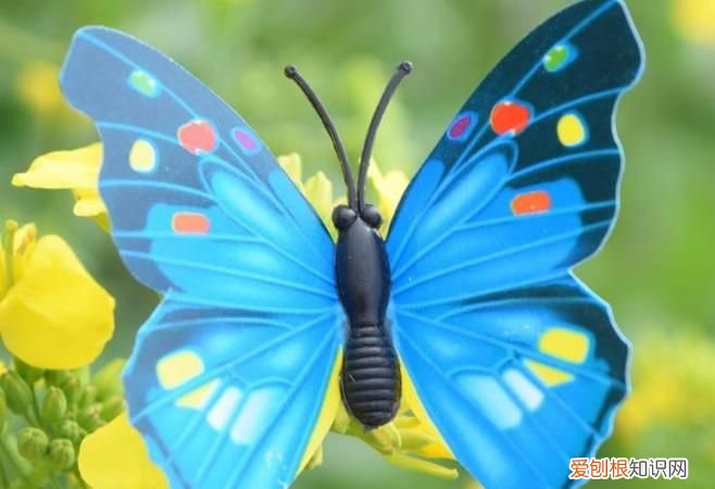 蝴蝶是益蟲還是害蟲