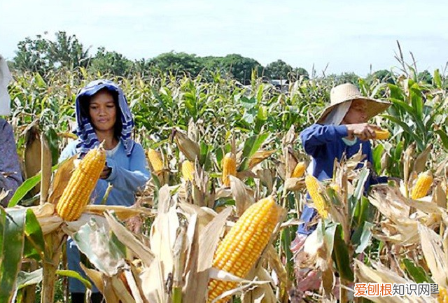 菲律賓有多少人口，普通人一月工資多少錢