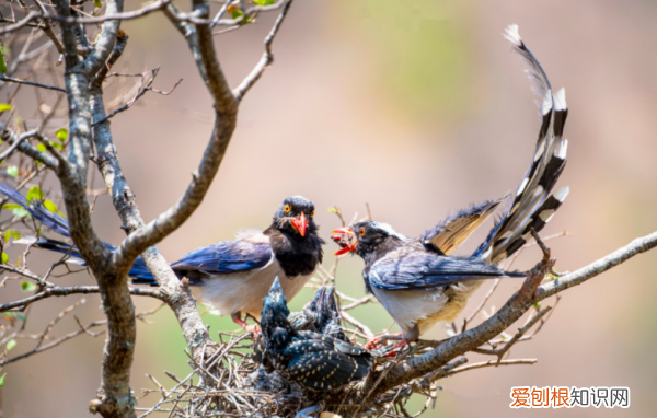 藍(lán)桉允許什么鳥靠近，哪種鳥可以在藍(lán)桉上生存