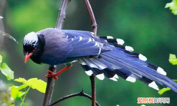 藍(lán)桉允許什么鳥靠近，哪種鳥可以在藍(lán)桉上生存