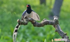 藍桉允許什么鳥靠近，哪種鳥可以在藍桉上生存