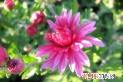 什么手有余香，“予人玫瑰手有余香”到底出自哪里