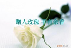 什么手有余香，“予人玫瑰手有余香”到底出自哪里