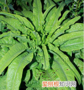 4月應(yīng)季蔬菜都有什么，三四月份的應(yīng)季蔬菜有哪些