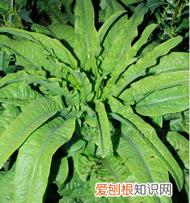 4月應(yīng)季蔬菜都有什么，三四月份的應(yīng)季蔬菜有哪些