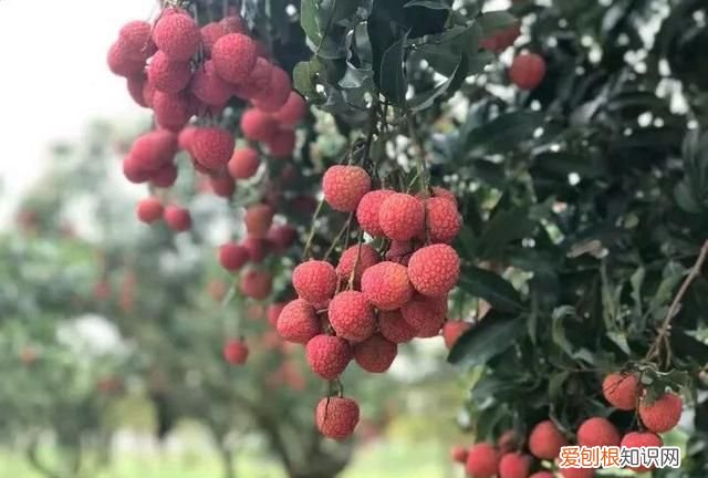 荔枝什么時候成熟，荔枝什么時候開花結果成熟