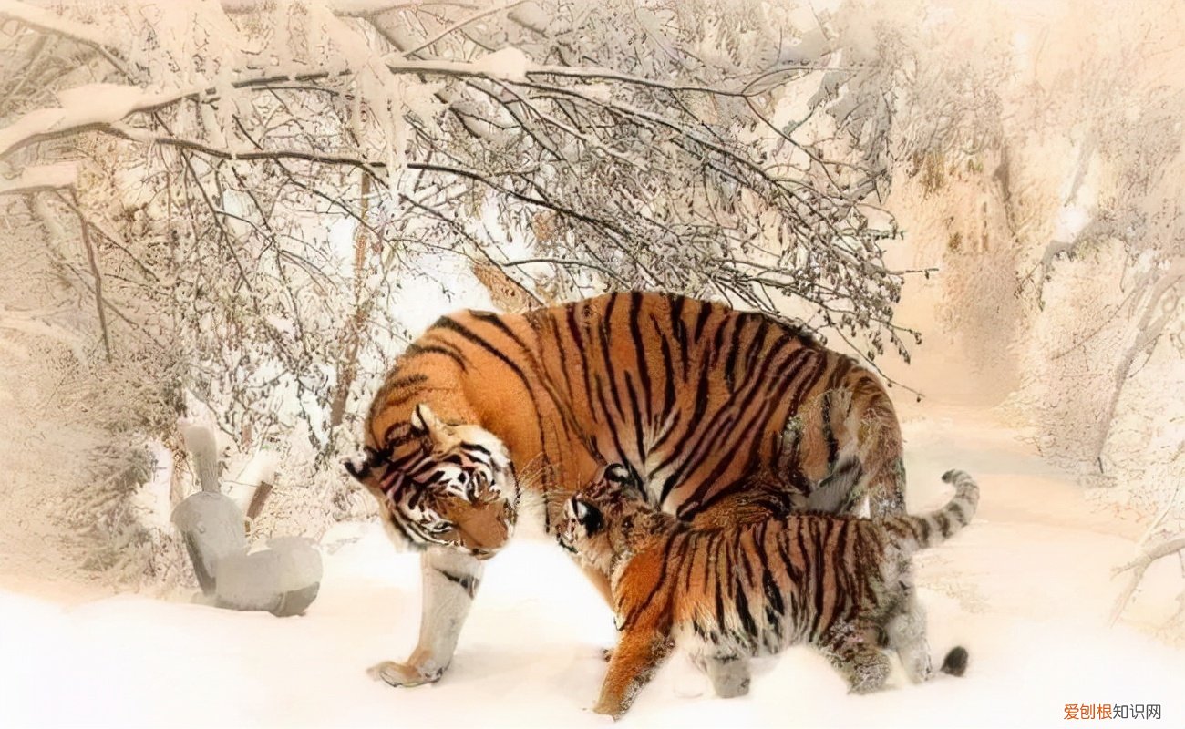 吉林延边女子兜风偶遇肉乎乎的小东北虎