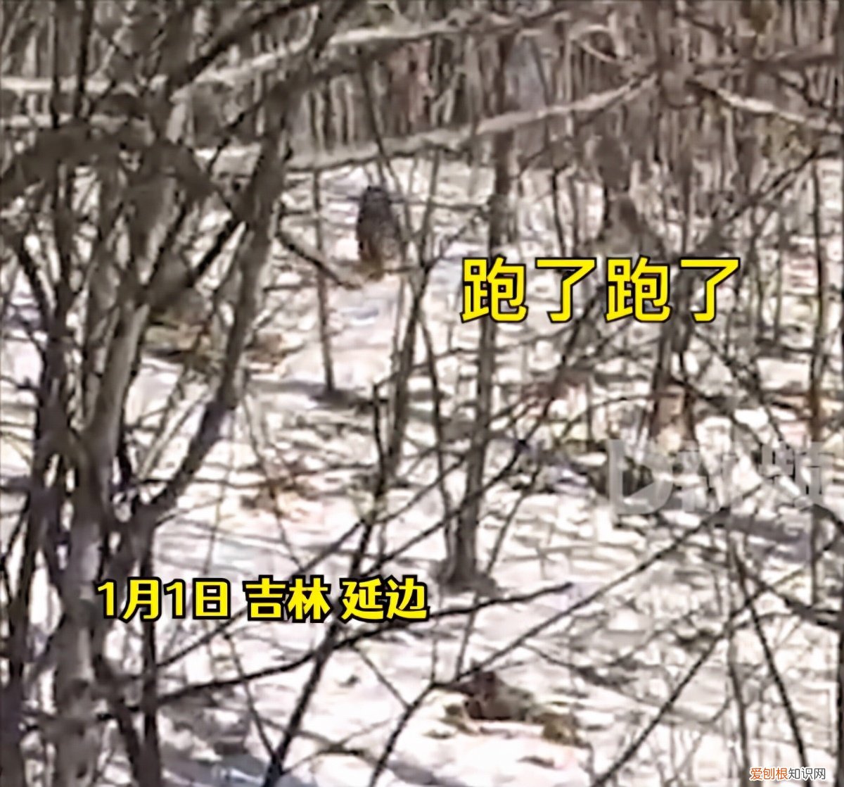 吉林延边女子兜风偶遇肉乎乎的小东北虎