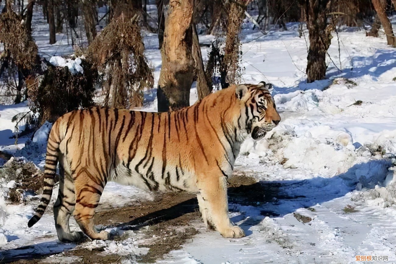 吉林延边女子兜风偶遇肉乎乎的小东北虎