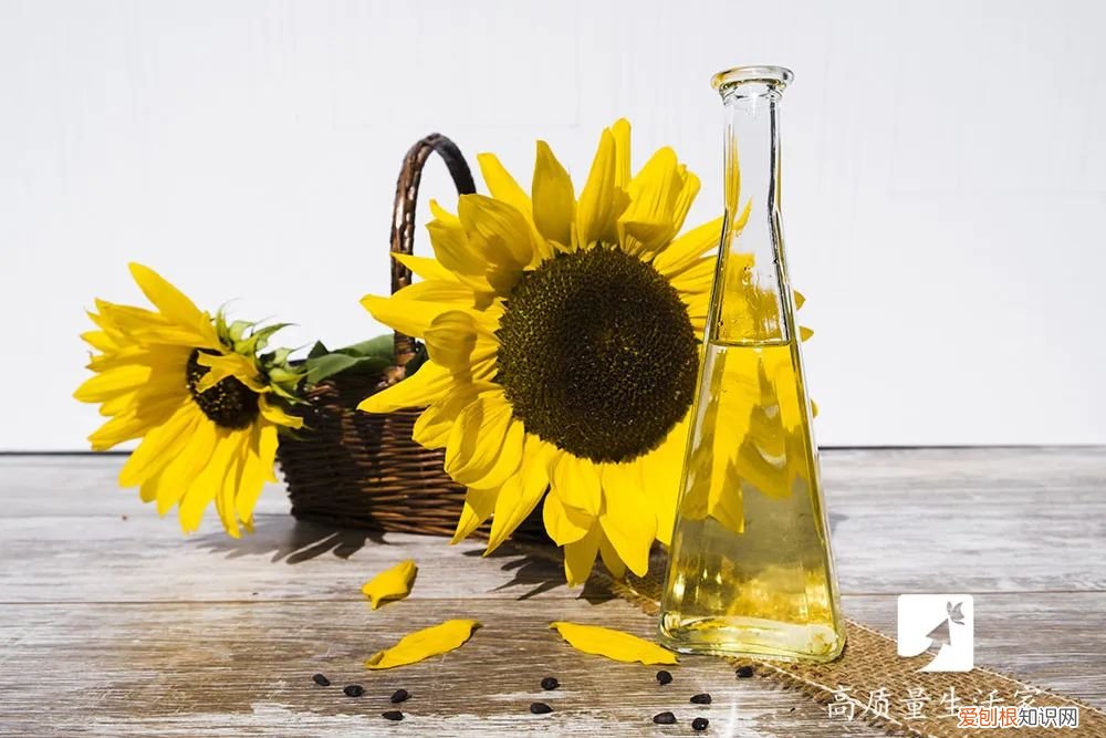 食用油哪种最好最健康