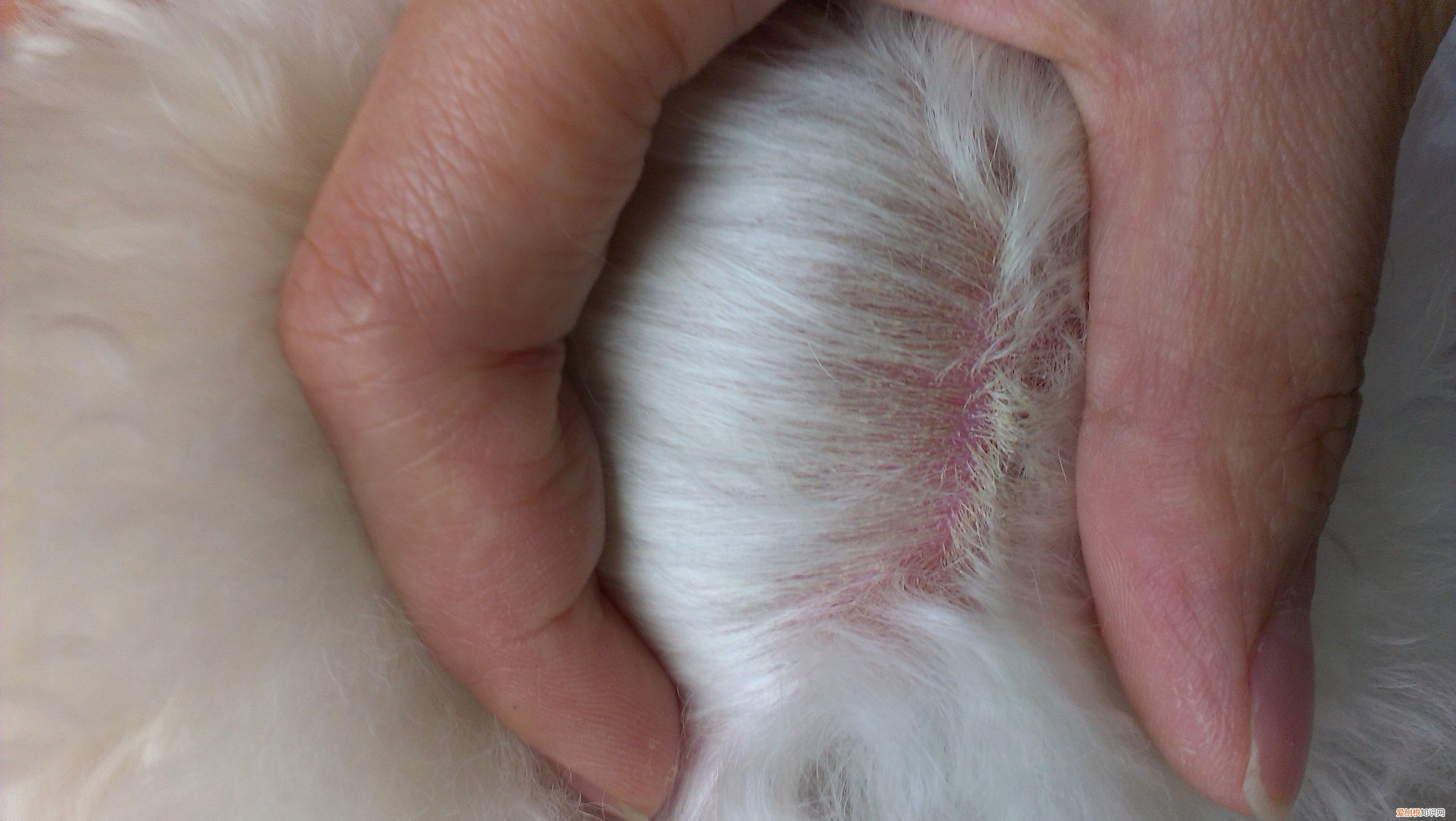 狗狗皮肤病有哪几种